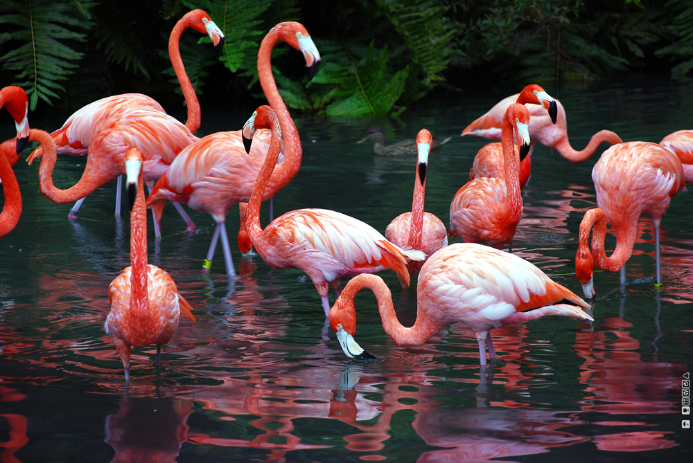 Flamingo Gardens Tour Bus Service